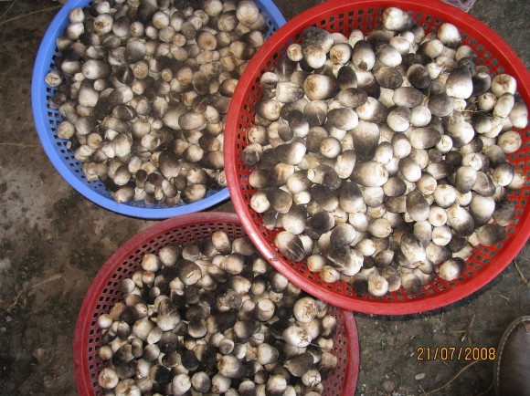 Hương vị của Biển Phụ lục 2 Diện tích các loại rừng và bãi bồi ở 1