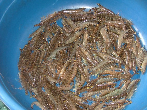 Hương vị của Biển Phụ lục 2 Diện tích các loại rừng và bãi bồi ở 2