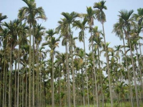 Làng Cau Cao Nhân Mây tre đân Chính Mỹ 1