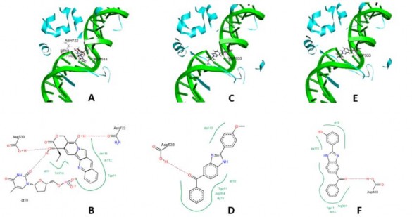 Chuỗi kép DNA và TopI được biểu diễn bằng các dải băng màu xanh lá và xanh 5