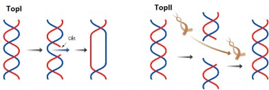 Nguồn Internet Hình 1 7 Mô tả enzyme topoisomerase I TopI và topoisomerase II TopII 3