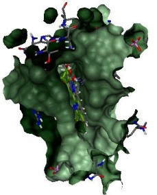 Hình 2 4 Cấu trúc khoang gắn kết của phức hợp TopI và chuỗi DNA xoắn kép với 4