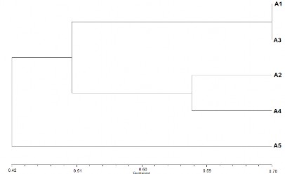 Hình 3 18 Cây phát sinh thể hiện mối liên quan của các loài VSV có trong 5 mẫu 1