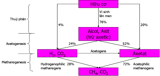 Hình 1 1 Sơ đồ các quá trình chuyển hóa bằng vi sinh Yếm khí 16 Khi trong hệ 1