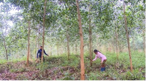 Hình 2 1 Mô hình rừng trồng cây keo lai nuôi cấy mô của công ty Nguồn Phòng 1