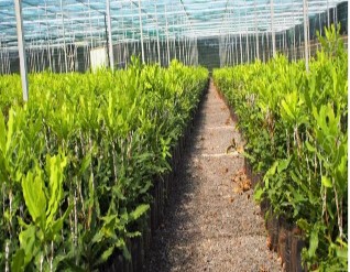 Hình 2 2 Vườn ươm nuôi cấy mô cây giống của công ty Nguồn Phòng Lâm 2