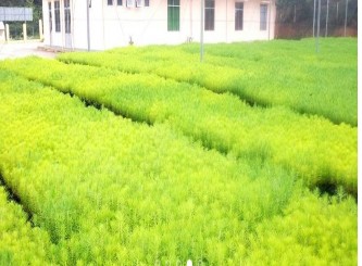 Hình 2 2 Vườn ươm nuôi cấy mô cây giống của công ty Nguồn Phòng Lâm 3