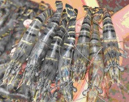 Hình 1 Mẫu Tôm Hình 2 Mẫu Ngao Hình 4 Mẫu cá Khoai Hình 5 Mẫu Mực Hình 6 1