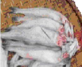 Hình 4 Mẫu cá Khoai Hình 5 Mẫu Mực Hình 6 Mẫu cá Thu 3