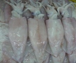 Hình 4 Mẫu cá Khoai Hình 5 Mẫu Mực Hình 6 Mẫu cá Thu 4