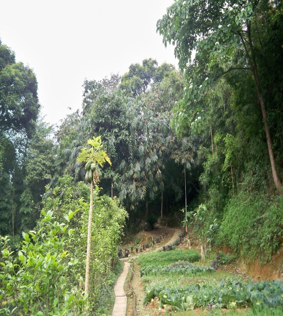 Rừng trúc ở Trang trại Đồng quê 10