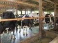 Tìm hiểu loại hình du lịch nông nghiệp tại Trang trại Đồng Quê – Ba Vì – Hà Nội - 13