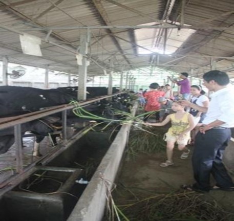 Du khách cho bò sữa ăn Trung tâm nuôi dê cừu Trang trại Đà Điểu Du khách tham 2