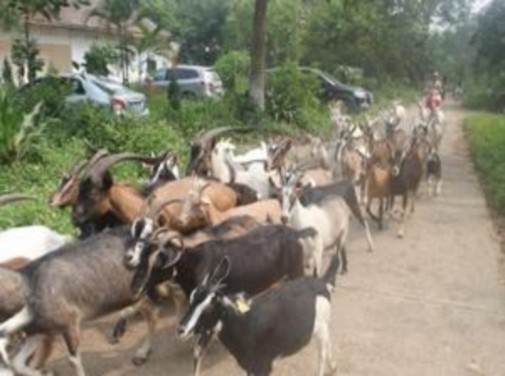 Trang trại Đà Điểu Du khách tham gia sản xuất nông nghiệp Các em tập làm nông 3