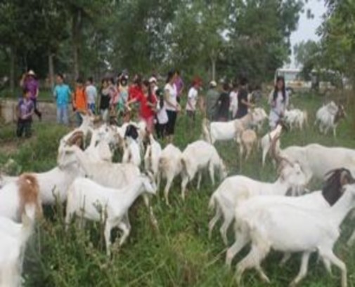 Trang trại Đà Điểu Du khách tham gia sản xuất nông nghiệp Các em tập làm nông 4