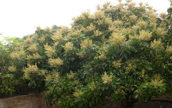 Mùa hoa nhãn 5 Thu hoạch nhãn Bún thang lươn Chè sen long nhãn 6 1 8