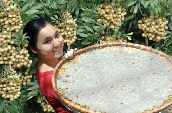 Thu hoạch nhãn Bún thang lươn Chè sen long nhãn 6 1 9