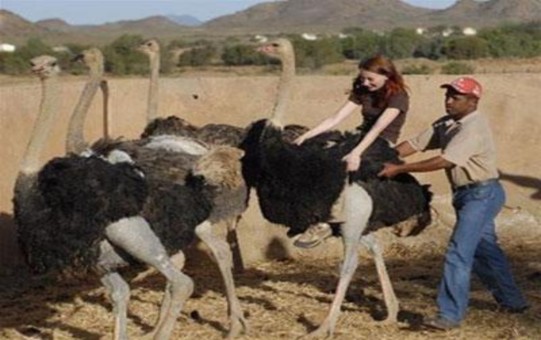 Nam Phi Thái Lan Grenada Guatemala Miền nam Ấn Độ Các điểm du lịch homestay hấp 2