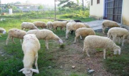 Đánh giá khả năng thích ứng của giống cừu Phan Rang nuôi ở Thừa Thiên Huế - 22