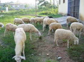 Hình 1 Xác định các chỉ tiêu sinh lý của cừu Hình 2 Xác định các chỉ tiêu 1