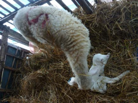Hình 2 Xác định các chỉ tiêu sinh trưởng và sinh sản Hình 3 Thí nghiệm tiêu 12