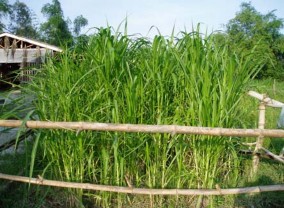 Hình 3 Thí nghiệm tiêu hóa thức ăn 13