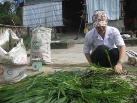 Hình 3 Thí nghiệm tiêu hóa thức ăn 14