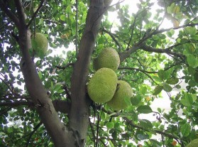 Hình 3 Thí nghiệm tiêu hóa thức ăn 16