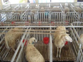 Hình 1 Xác định các chỉ tiêu sinh lý của cừu Hình 2 Xác định các chỉ tiêu 2