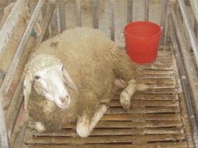 Hình 1 Xác định các chỉ tiêu sinh lý của cừu Hình 2 Xác định các chỉ tiêu 3