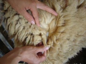 Hình 1 Xác định các chỉ tiêu sinh lý của cừu Hình 2 Xác định các chỉ tiêu 5
