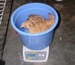 Hình 1 Cân gà thí nghiệm Hình 2 Tiêm vaccine cho gà Hình 3 Đồng hóa thức ăn 1