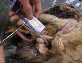 Hình 9 Đồng hóa mẫu chất thải Hình 10 Mổ gà thu dịch hồi tràng 148 Hình 11 10