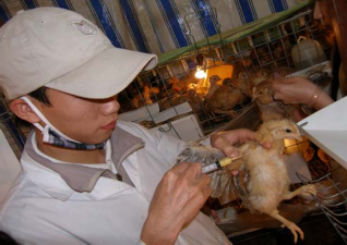 Hình 1 Cân gà thí nghiệm Hình 2 Tiêm vaccine cho gà Hình 3 Đồng hóa thức ăn 2