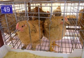 147 Hình 5 Ép viên thức ăn Hình 6 Gà Lương Phượng thí nghiệm Hình 7 Thu mẫu 6