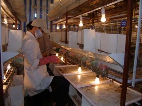 Hình 7 Thu mẫu chất thải Hình 8 Rã đông mẫu chất thải Hình 9 Đồng hóa 7