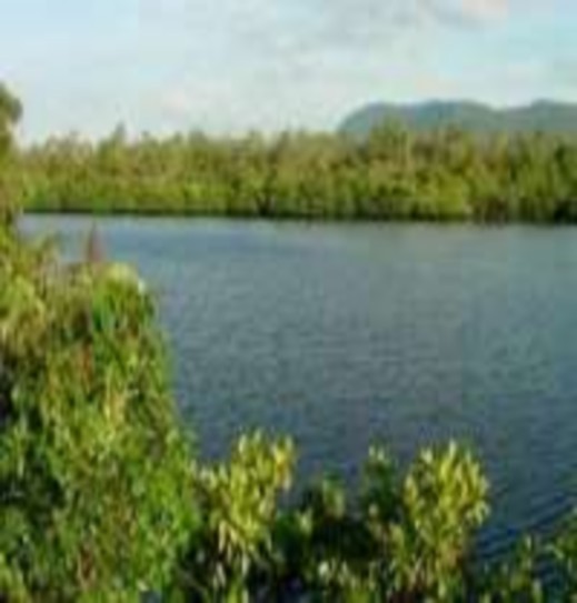 Rừng ngập mặn Vinh Quang 3