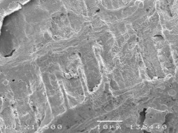 Hình 3 9 Hình ảnh mặt cắt răng tương ứng sâu răng D 2 ở độ phóng đại 750 19