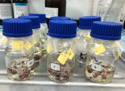 Răng được trải qua chu trình pH Răng sau khi được cắt Mẫu răng nghiên cứu 10