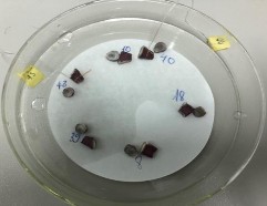 Răng được trải qua chu trình pH Răng sau khi được cắt Mẫu răng nghiên cứu 11