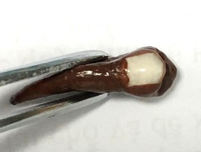 Răng đã được chuẩn bị làm thực nghiệm Pha chế dung dịch khử khoáng Chuẩn 4