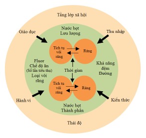 Hình 1 1 Cơ chế bệnh sinh gây sâu răng của Fejerskov và Manji 15 1 2 1 Vi khuẩn 1
