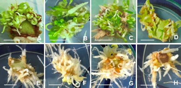 Hình 3 5 Phôi vô tính phát sinh trực tiếp từ mảnh lá ở môi trường SH có 1