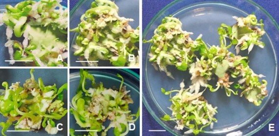 Hình 3 6 Phôi vô tính phát sinh trực tiếp từ mảnh lá ở môi trường SH có bổ 2
