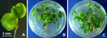 Hình 3 8 Tạo cây con từ phôi vô tính trên môi trường MS ½MS không có chất 4