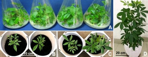 Hình 3 9 Trồng cây từ phôi vô tính ra chậu đất ở vườn ươm A Bình cây 5