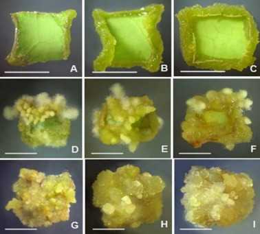 Hình 3 11 Tạo mô sẹo từ mảnh lá 10 x 10 mm nuôi cấy trên môi trường SH 7