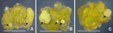 Hình 3 12 Ảnh hưởng của 2 4 D đến sự hình thành mô sẹo có KNSP ở môi 1