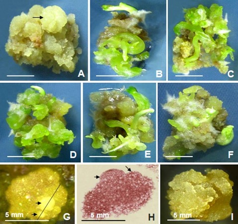 Hình 3 13 Tái sinh phôi từ mô sẹo có khả năng sinh phôi trên môi trường đặc 2