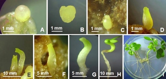 Hình 3 14 Các dạng phát triển của phôi tái sinh từ mô sẹo mảnh lá cây con 3